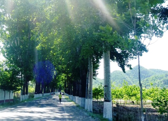 Tree lined roads, out on the fast flat road on the way to the hutongs